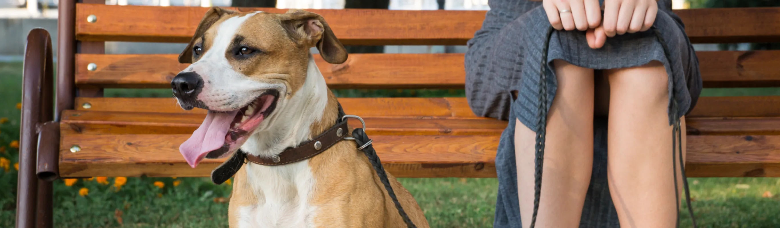 Dog sitting with owner on bench 